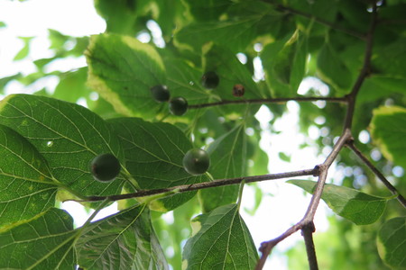  picture  Westerse_Netelboom--Zwepenboom |Celtis_occidentalis