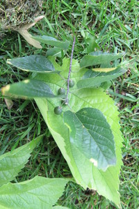  picture  Westerse_Netelboom--Zwepenboom |Celtis_occidentalis