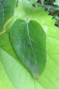  picture  Westerse_Netelboom--Zwepenboom |Celtis_occidentalis