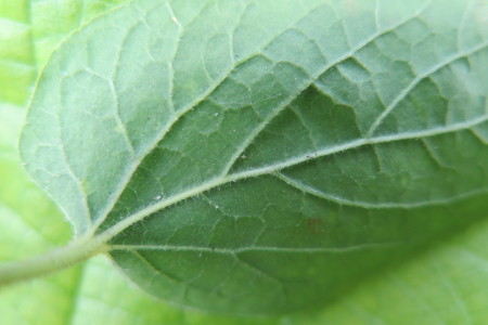  picture  Westerse_Netelboom--Zwepenboom |Celtis_occidentalis