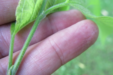  picture  Westerse_Netelboom--Zwepenboom |Celtis_occidentalis