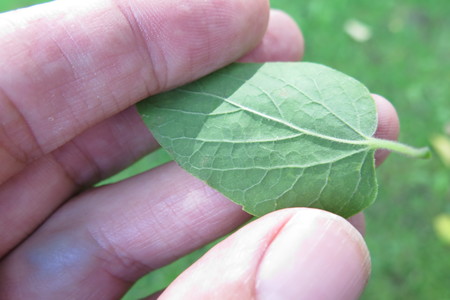  picture  Westerse_Netelboom--Zwepenboom |Celtis_occidentalis