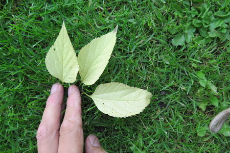  picture  Westerse_Netelboom--Zwepenboom |Celtis_occidentalis