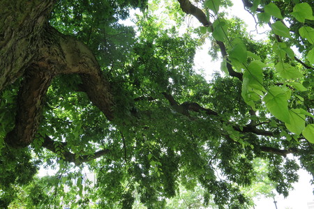  picture  Westerse_Netelboom--Zwepenboom |Celtis_occidentalis