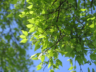  picture  Westerse_Netelboom--Zwepenboom |Celtis_occidentalis