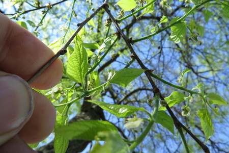  picture  Westerse_Netelboom--Zwepenboom |Celtis_occidentalis