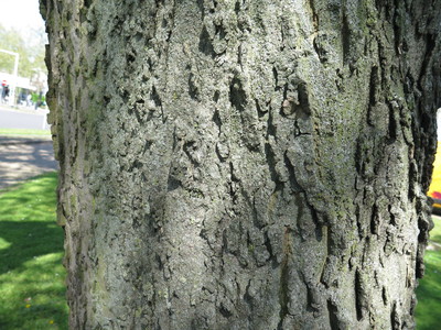  picture  Westerse_Netelboom--Zwepenboom |Celtis_occidentalis