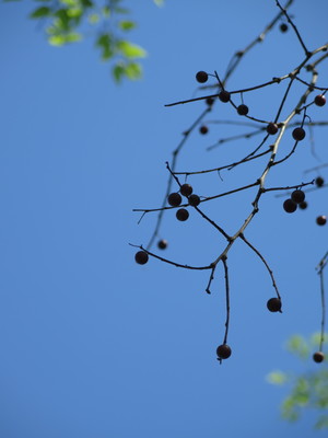  picture  Westerse_Netelboom--Zwepenboom |Celtis_occidentalis