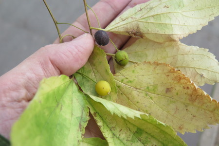  picture  Westerse_Netelboom--Zwepenboom |Celtis_occidentalis