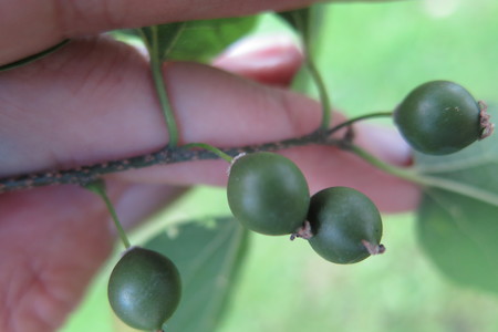 picture  Westerse_Netelboom--Zwepenboom |Celtis_occidentalis