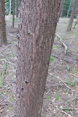  picture  Westerse_hemlockspar |Tsuga_heterophylla