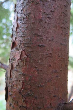  picture  Westerse_hemlockspar |Tsuga_heterophylla