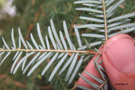  picture  Westerse_hemlockspar |Tsuga_heterophylla