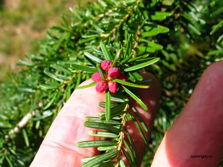  picture  Westerse_hemlockspar |Tsuga_heterophylla