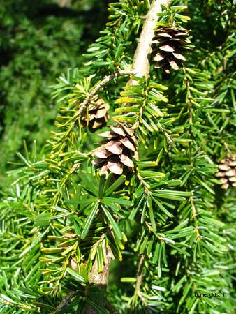  picture  Westerse_hemlockspar |Tsuga_heterophylla