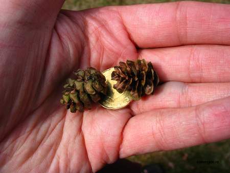  picture  Westerse_hemlockspar |Tsuga_heterophylla