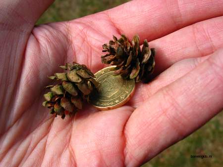  picture  Westerse_hemlockspar |Tsuga_heterophylla