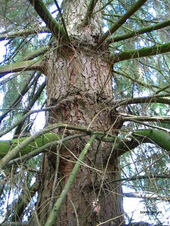  picture  Westerse_hemlockspar |Tsuga_heterophylla