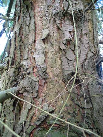  picture  Westerse_hemlockspar |Tsuga_heterophylla