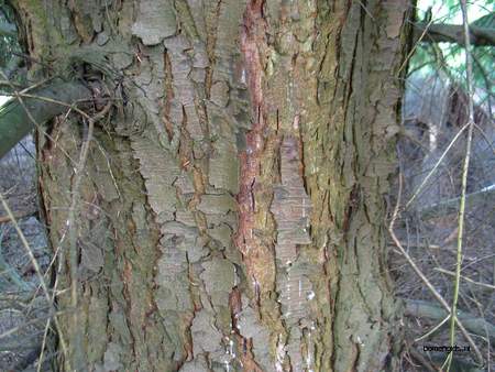  picture  Westerse_hemlockspar |Tsuga_heterophylla