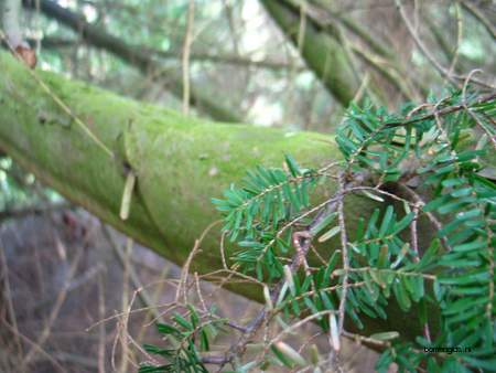  picture  Westerse_hemlockspar |Tsuga_heterophylla