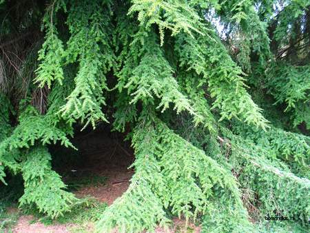  picture  Westerse_hemlockspar |Tsuga_heterophylla