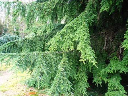  picture  Westerse_hemlockspar |Tsuga_heterophylla