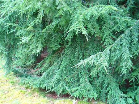  picture  Westerse_hemlockspar |Tsuga_heterophylla