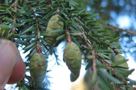 picture  Westerse_hemlockspar |Tsuga_heterophylla