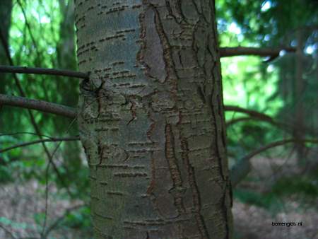  picture  Westerse_hemlockspar |Tsuga_heterophylla