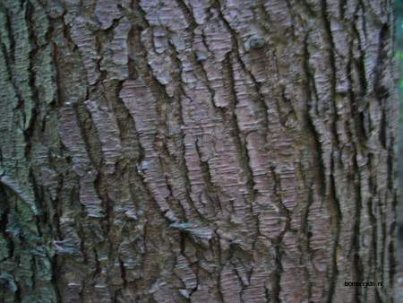  picture  Westerse_hemlockspar |Tsuga_heterophylla