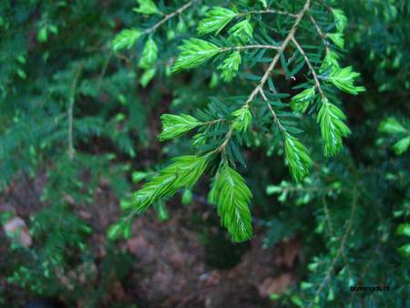  picture  Westerse_hemlockspar |Tsuga_heterophylla