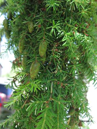  picture  Westerse_hemlockspar |Tsuga_heterophylla