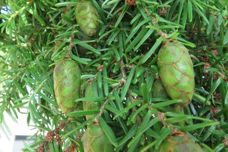  picture  Westerse_hemlockspar |Tsuga_heterophylla