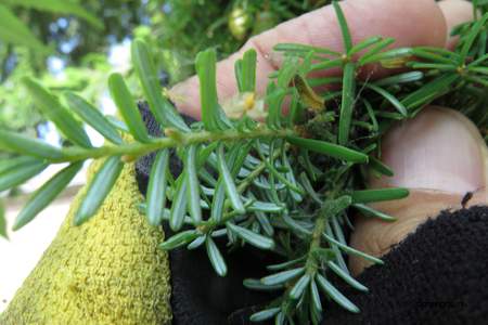  picture  Westerse_hemlockspar |Tsuga_heterophylla