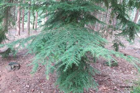  picture  Westerse_hemlockspar |Tsuga_heterophylla