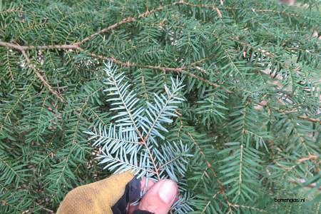  picture  Westerse_hemlockspar |Tsuga_heterophylla