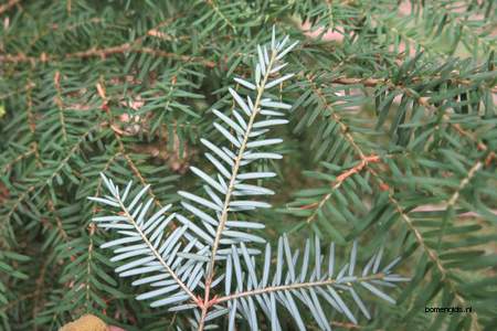  picture  Westerse_hemlockspar |Tsuga_heterophylla
