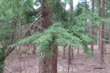  picture  Westerse_hemlockspar |Tsuga_heterophylla
