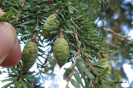  picture  Westerse_hemlockspar |Tsuga_heterophylla