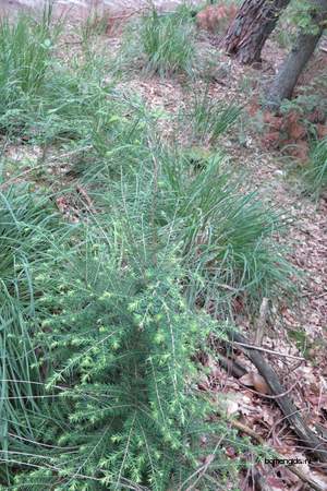  picture  Westerse_hemlockspar |Tsuga_heterophylla