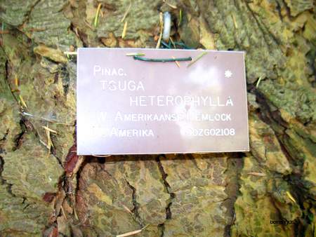  picture  Westerse_hemlockspar |Tsuga_heterophylla