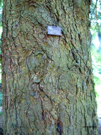  picture  Westerse_hemlockspar |Tsuga_heterophylla