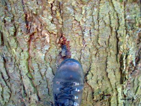  picture  Westerse_hemlockspar |Tsuga_heterophylla