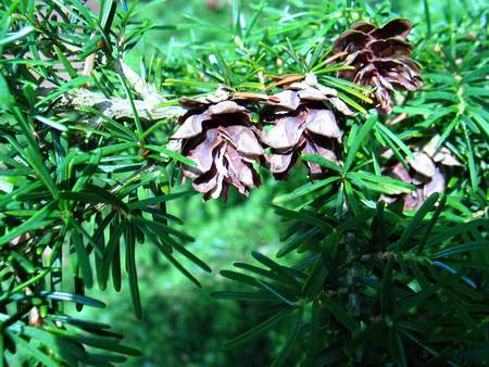  picture  Westerse_hemlockspar |Tsuga_heterophylla