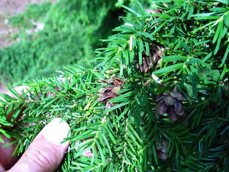  picture  Westerse_hemlockspar |Tsuga_heterophylla