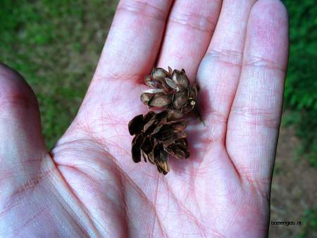  picture  Westerse_hemlockspar |Tsuga_heterophylla