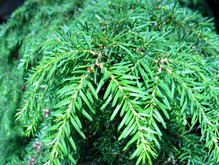  picture  Westerse_hemlockspar |Tsuga_heterophylla