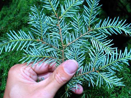  picture  Westerse_hemlockspar |Tsuga_heterophylla