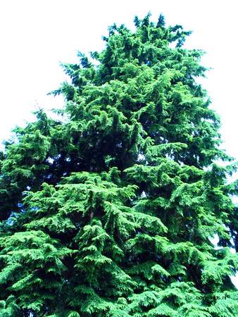  picture  Westerse_hemlockspar |Tsuga_heterophylla